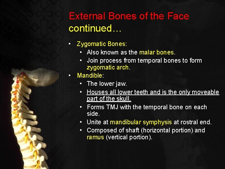 External Bones of the Face continued… • Zygomatic Bones: • Also known as the