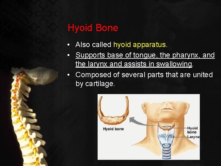 Hyoid Bone • Also called hyoid apparatus. • Supports base of tongue, the pharynx,
