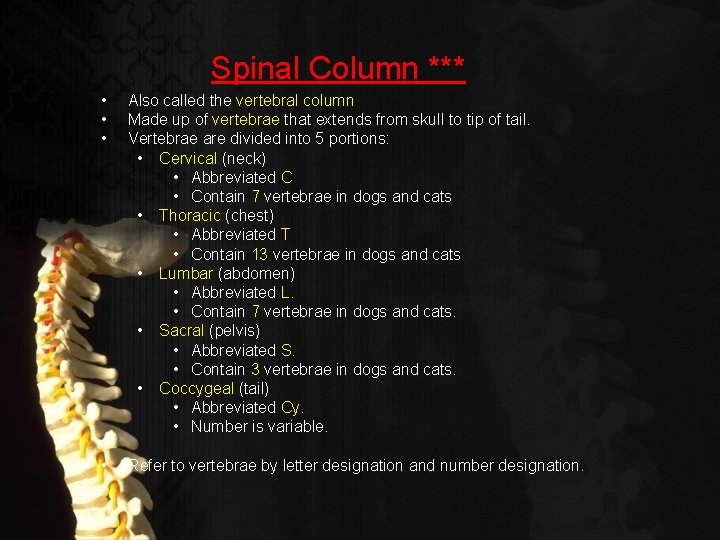 Spinal Column *** • • • Also called the vertebral column Made up of