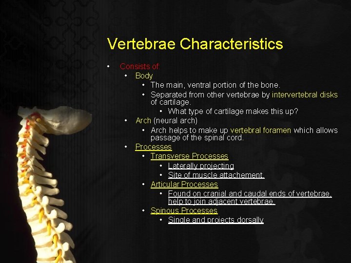 Vertebrae Characteristics • Consists of: • Body • The main, ventral portion of the