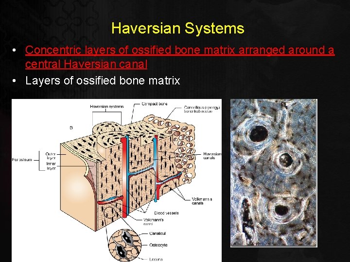 Haversian Systems • Concentric layers of ossified bone matrix arranged around a central Haversian