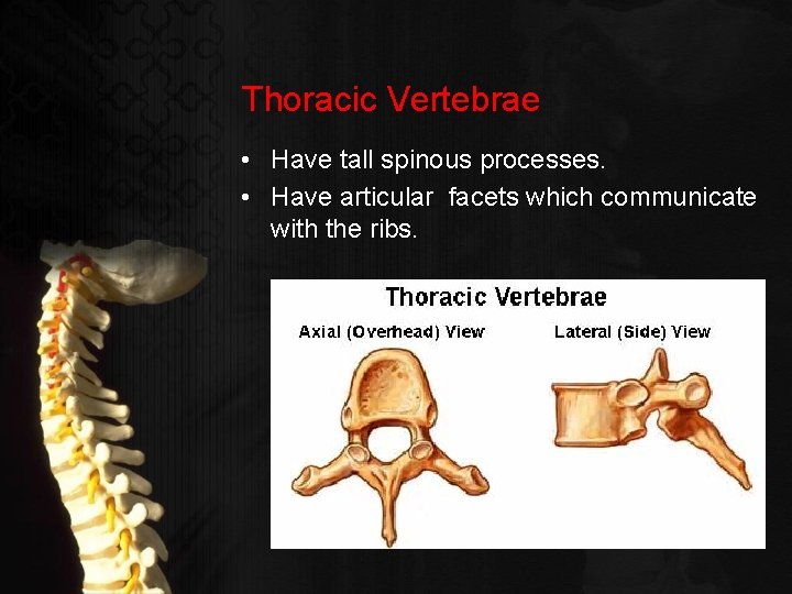 Thoracic Vertebrae • Have tall spinous processes. • Have articular facets which communicate with