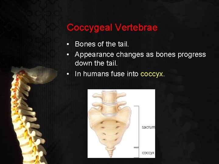 Coccygeal Vertebrae • Bones of the tail. • Appearance changes as bones progress down