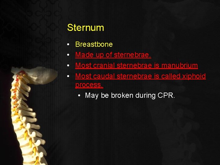 Sternum • • Breastbone Made up of sternebrae. Most cranial sternebrae is manubrium Most