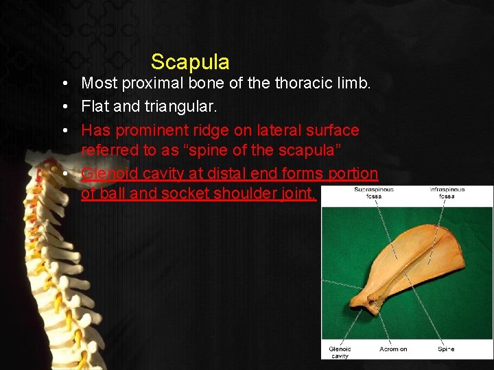 Scapula • Most proximal bone of the thoracic limb. • Flat and triangular. •