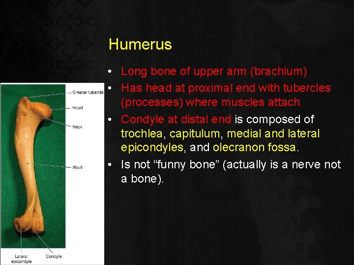 Humerus • Long bone of upper arm (brachium) • Has head at proximal end