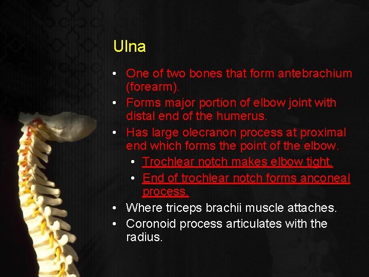 Ulna • One of two bones that form antebrachium (forearm). • Forms major portion