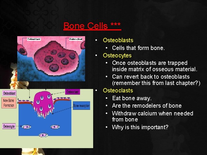 Bone Cells *** • Osteoblasts • Cells that form bone. • Osteocytes • Once