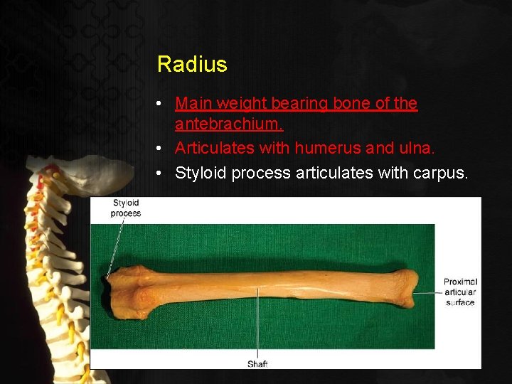 Radius • Main weight bearing bone of the antebrachium. • Articulates with humerus and