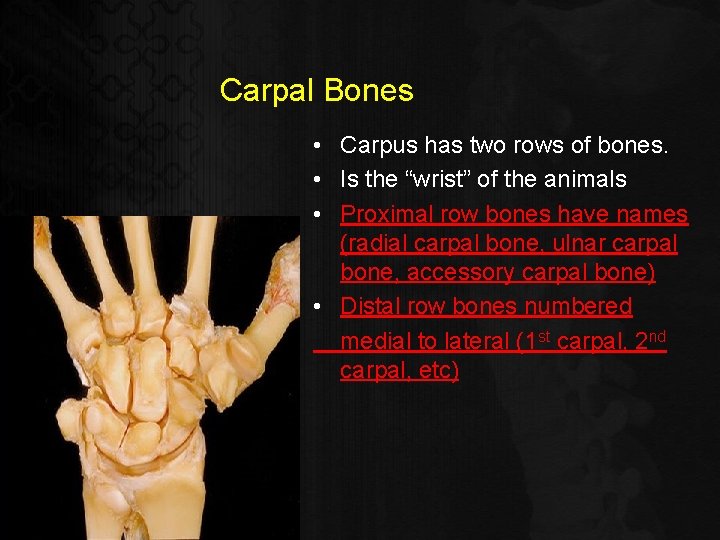 Carpal Bones • Carpus has two rows of bones. • Is the “wrist” of
