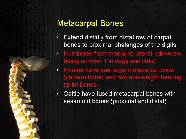 Metacarpal Bones • Extend distally from distal row of carpal bones to proximal phalanges