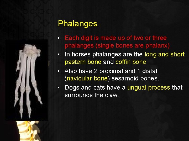 Phalanges • Each digit is made up of two or three phalanges (single bones