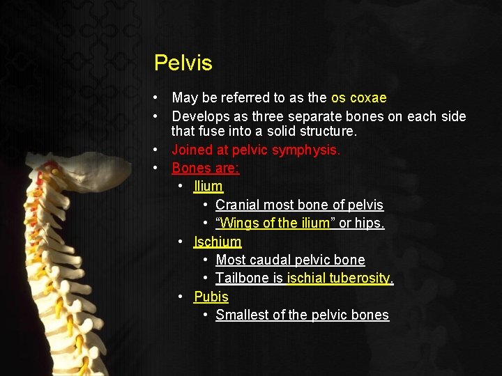 Pelvis • May be referred to as the os coxae • Develops as three
