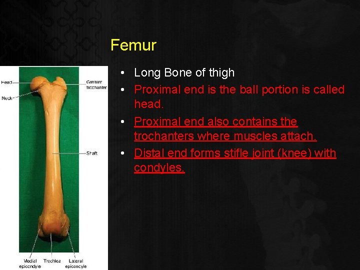 Femur • Long Bone of thigh • Proximal end is the ball portion is