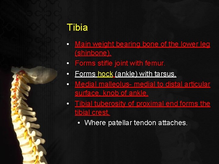 Tibia • Main weight bearing bone of the lower leg (shinbone). • Forms stifle