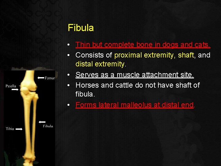 Fibula • Thin but complete bone in dogs and cats. • Consists of proximal