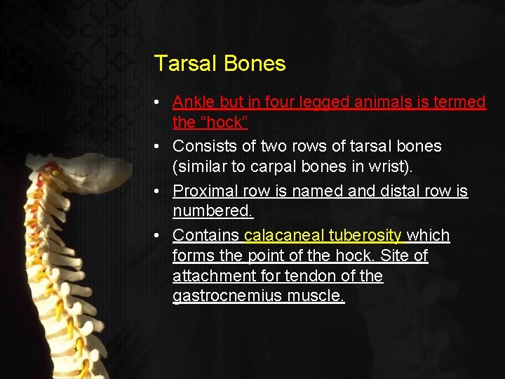 Tarsal Bones • Ankle but in four legged animals is termed the “hock” •
