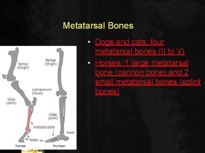 Metatarsal Bones • Dogs and cats: four metatarsal bones (II to V) • Horses: