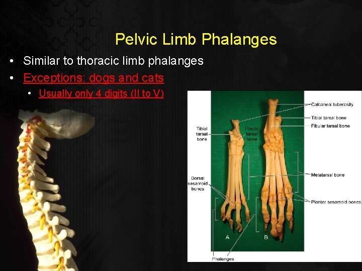 Pelvic Limb Phalanges • Similar to thoracic limb phalanges • Exceptions: dogs and cats