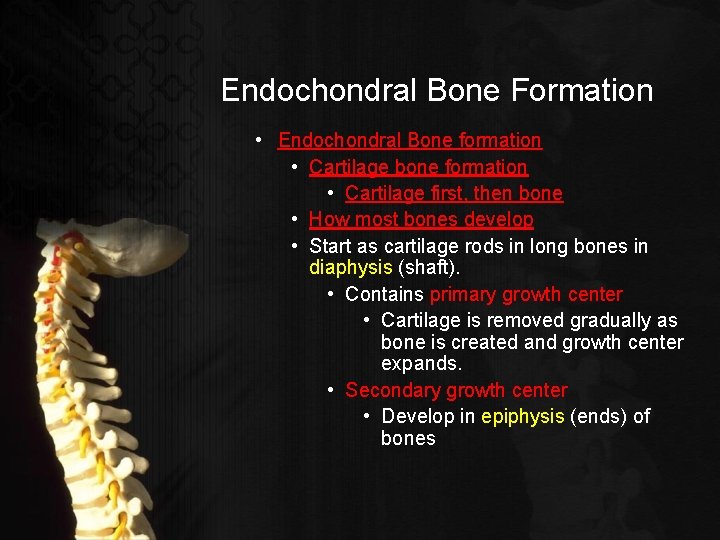 Endochondral Bone Formation • Endochondral Bone formation • Cartilage bone formation • Cartilage first,
