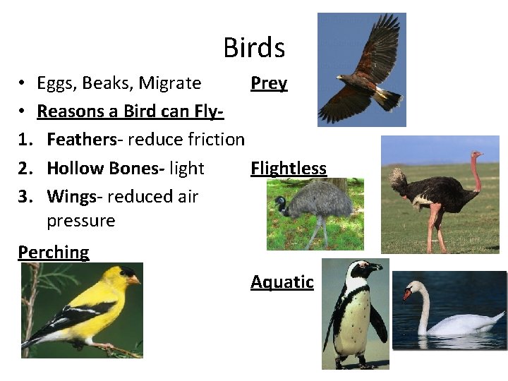 Birds • Eggs, Beaks, Migrate Prey • Reasons a Bird can Fly 1. Feathers-