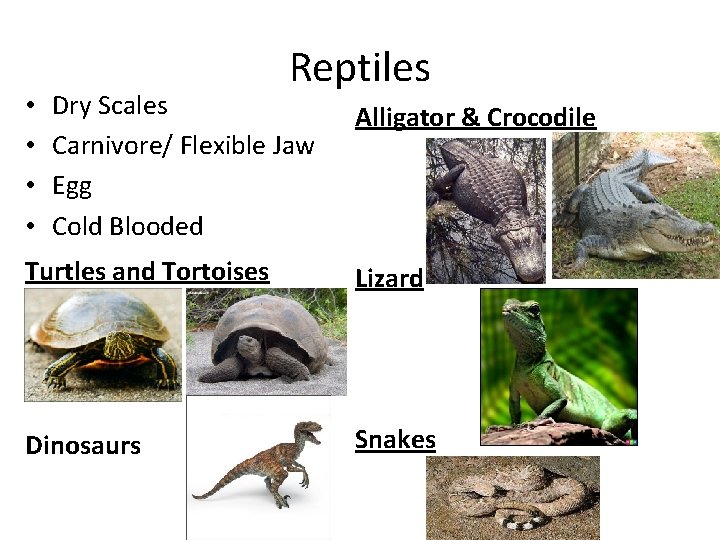  • • Reptiles Dry Scales Carnivore/ Flexible Jaw Egg Cold Blooded Alligator &