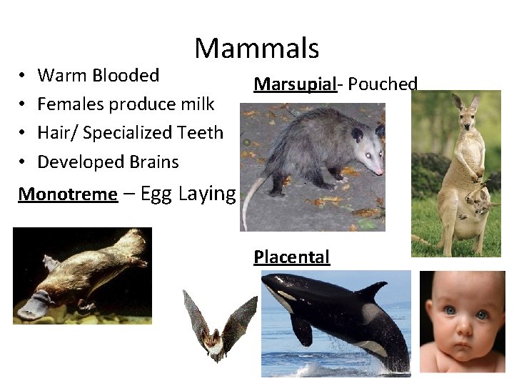  • • Mammals Warm Blooded Females produce milk Hair/ Specialized Teeth Developed Brains