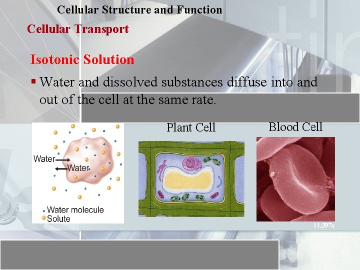 Cellular Structure and Function Cellular Transport Isotonic Solution § Water and dissolved substances diffuse