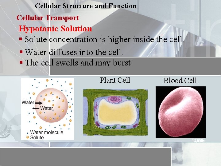 Cellular Structure and Function Cellular Transport Hypotonic Solution § Solute concentration is higher inside