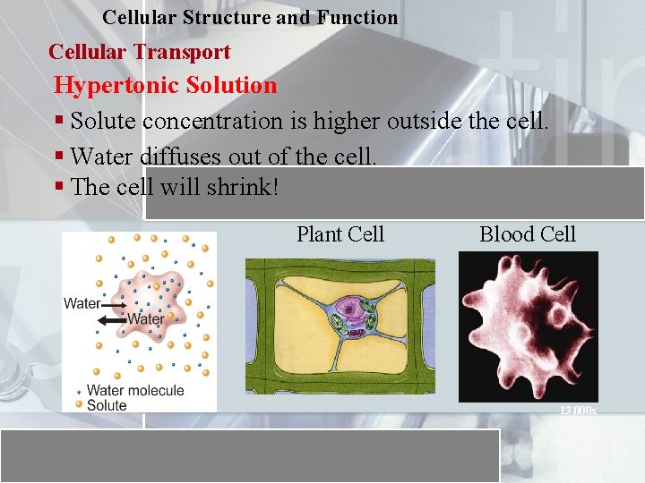 Cellular Structure and Function Cellular Transport Hypertonic Solution § Solute concentration is higher outside