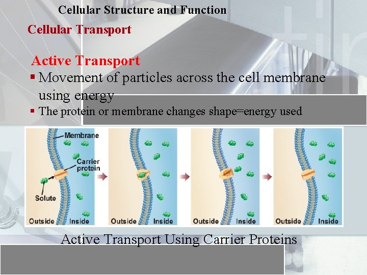 Cellular Structure and Function Cellular Transport Active Transport § Movement of particles across the
