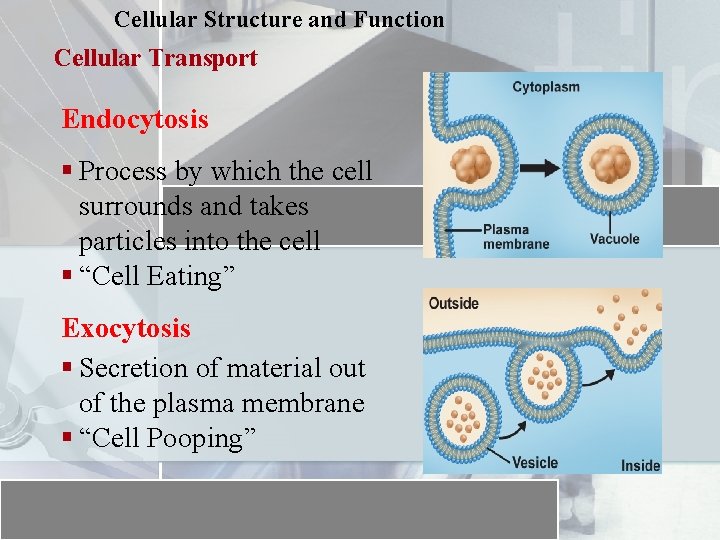 Cellular Structure and Function Cellular Transport Endocytosis § Process by which the cell surrounds