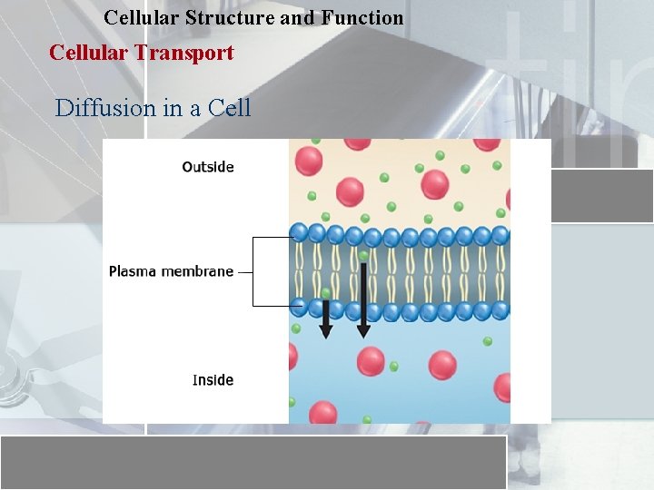 Cellular Structure and Function Cellular Transport Diffusion in a Cell 