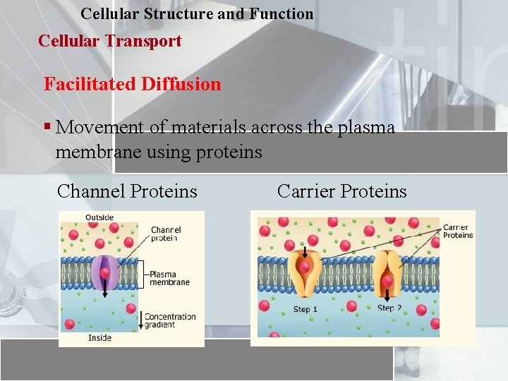 Cellular Structure and Function Cellular Transport Facilitated Diffusion § Movement of materials across the