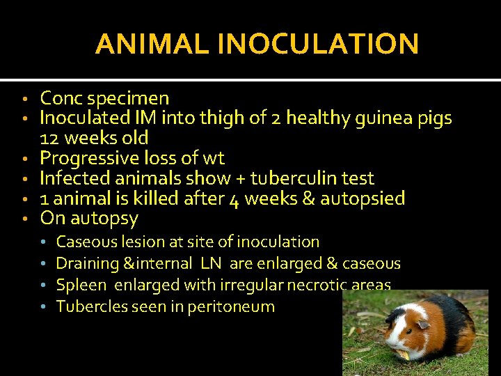 ANIMAL INOCULATION • • • Conc specimen Inoculated IM into thigh of 2 healthy