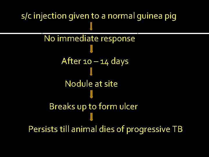 s/c injection given to a normal guinea pig No immediate response After 10 –