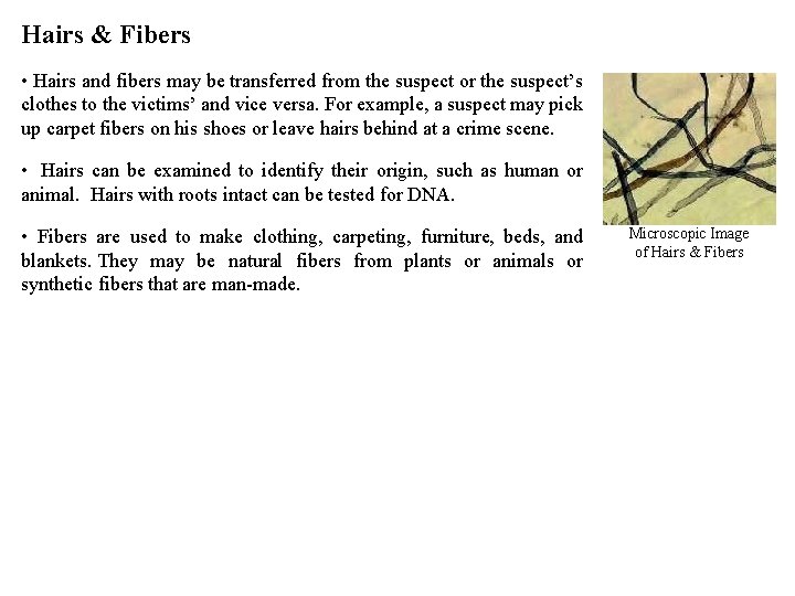 Hairs & Fibers • Hairs and fibers may be transferred from the suspect or