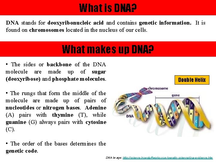 What is DNA? DNA stands for deoxyribonucleic acid and contains genetic information. It is