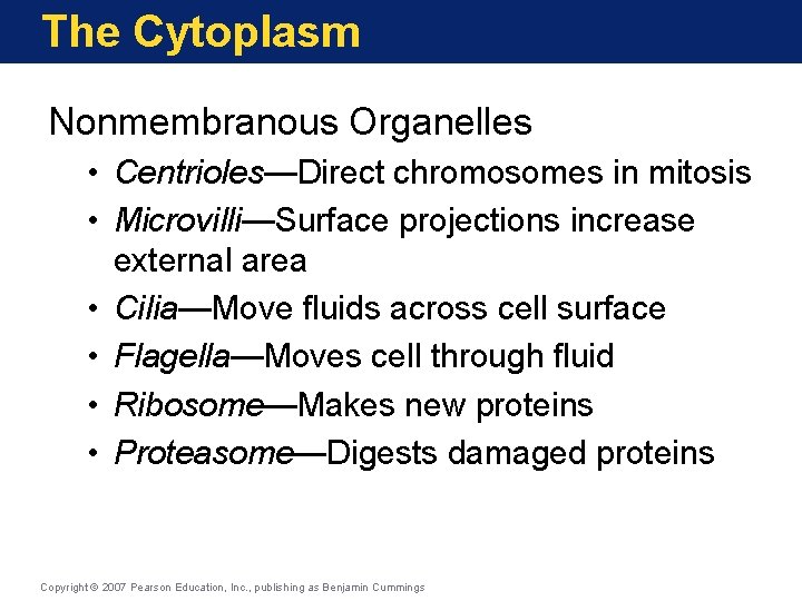 The Cytoplasm Nonmembranous Organelles • Centrioles—Direct chromosomes in mitosis • Microvilli—Surface projections increase external