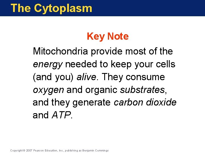 The Cytoplasm Key Note Mitochondria provide most of the energy needed to keep your