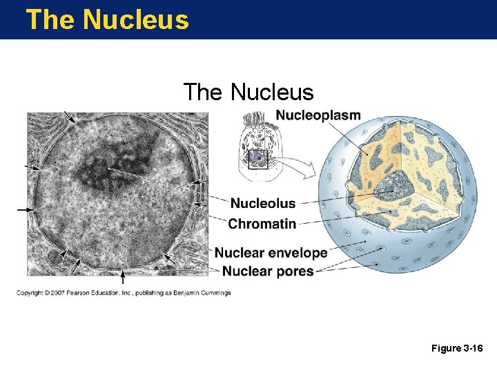 The Nucleus Figure 3 -16 