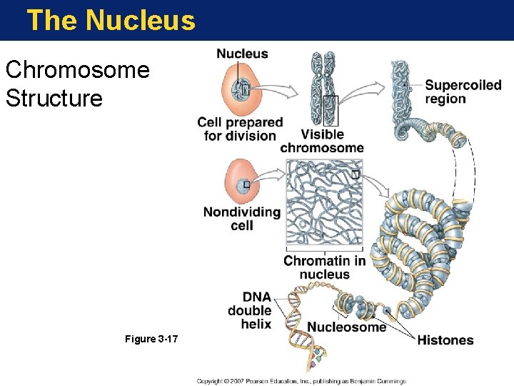 The Nucleus Chromosome Structure Figure 3 -17 