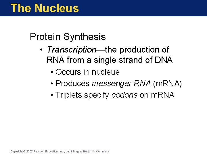 The Nucleus Protein Synthesis • Transcription—the production of RNA from a single strand of