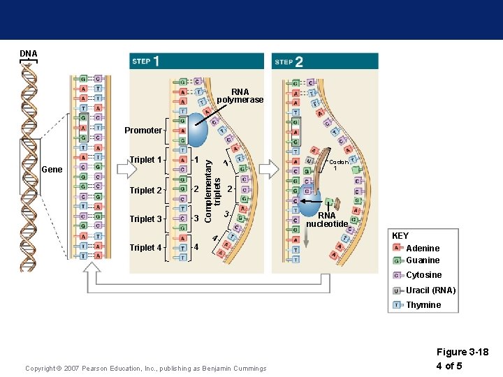 DNA RNA polymerase Triplet 1 1 Triplet 2 2 Triplet 3 3 Gene Complementary