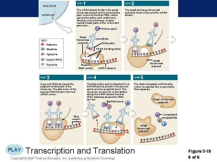 NUCLEUS The m. RNA strand binds to the small ribosomal subunit and is joined
