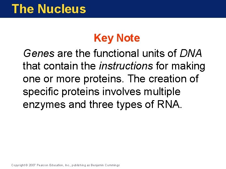 The Nucleus Key Note Genes are the functional units of DNA that contain the
