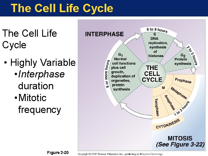 The Cell Life Cycle • Highly Variable • Interphase duration • Mitotic frequency Figure