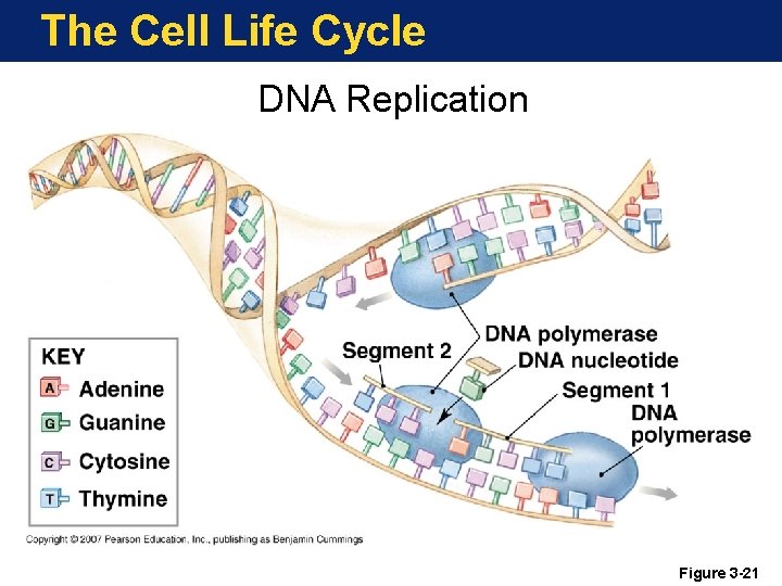 The Cell Life Cycle DNA Replication Figure 3 -21 