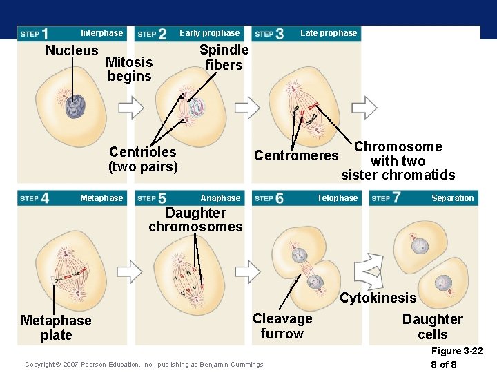 Interphase Nucleus Early prophase Mitosis begins Spindle fibers Chromosome Centromeres with two sister chromatids