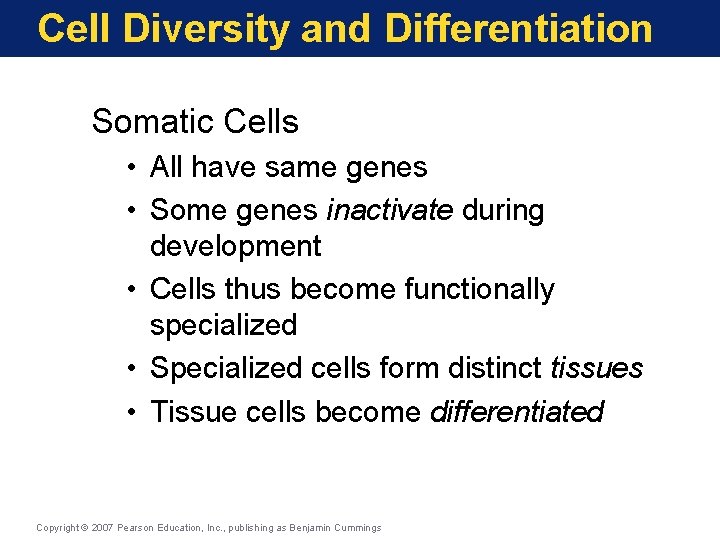 Cell Diversity and Differentiation Somatic Cells • All have same genes • Some genes